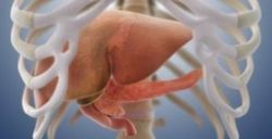 Где находится у человека печень и каковы ее функции?