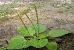 Препарат «Мукофальк». Инструкция по применению