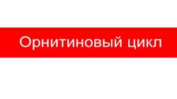 Орнитиновый цикл: описание, схема и особенности