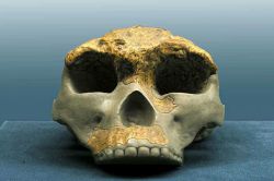 Homo erectus - что это такое?