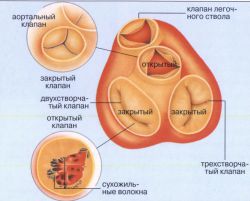 Полулунный клапан: строение и функции