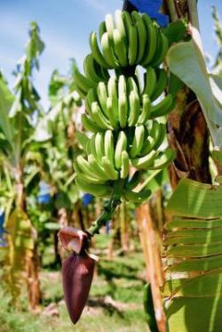В каких странах, где и как растет банан? Как выглядит банановое дерево?