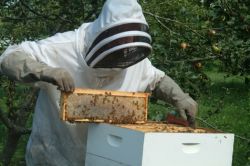 Пчеловодство как бизнес. Продукты пчеловодства. Товары для пчеловодства