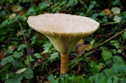Как быстро растет гриб? Когда начинают расти грибы? Сколько растет белый гриб