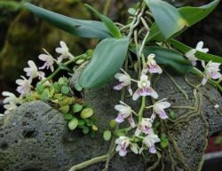 Дикие орхидеи. Орхидеи в природе (фото)