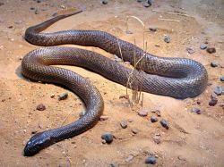 Самые ядовитые змеи в мире. Ядовитые змеи России