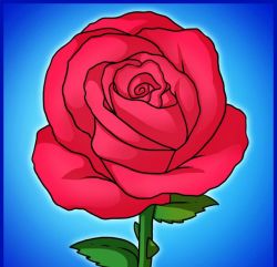 Как нарисовать розу поэтапно? Как нарисовать розу карандашом поэтапно