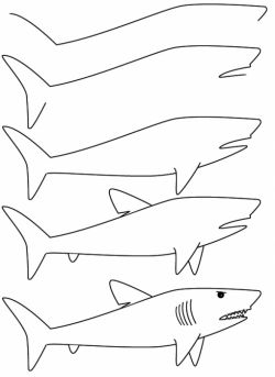 Простые уроки рисования: как нарисовать акулу