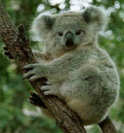 Животные Австралии: список. Сумчатые животные Австралии