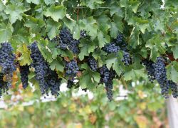 Сонник: к чему снится виноград черный, синий или зеленый