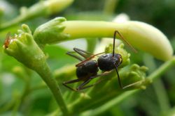 К чему снятся муравьи? К чему снится большой муравей?