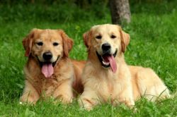 Средние породы собак. Средние породы собак: список с фотографиями и описаниями