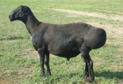 Эдильбаевская порода овец - уход и разведение