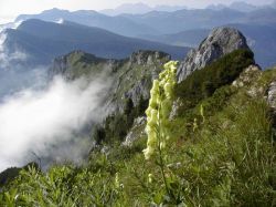 Аконит (растение): сорта, особенности. Ядовитые растения