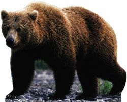 Рекомендации для художников-дилетантов: как нарисовать медведя