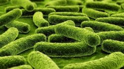 Медленные углеводы: список продуктов