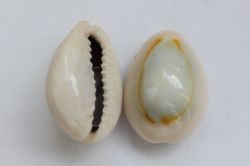 История происхождения денег. Деньги Древней Руси. Первые деньги