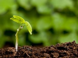 Значение фотосинтеза. Значение фотосинтеза в природе. Результат фотосинтеза