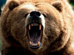 Бурые медведи: описание и среда обитания. Интересные факты о бурых медведях
