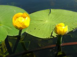 Кубышка желтая (желтая водяная лилия) : описание