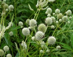 Травянистые растения. Виды травянистых растений