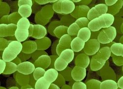 Молочнокислые бактерии: виды, классификация, значение