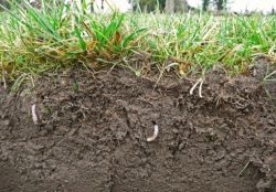 Типы почв. Породы почв. Характеристика почв