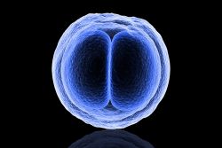 Онтогенез - это что за процесс? Понятие, этапы онтогенеза