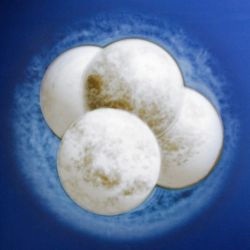 Эмбриональный период развития. Этапы и стадии эмбрионального периода