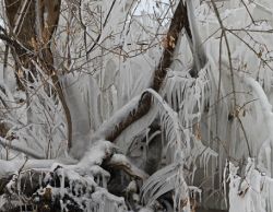 Описание дуба. Крона дуба. Корневая система дуба