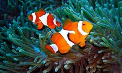 Симбиоз: примеры в природе. Симбиоз животных: примеры. Симбиоз в растительном мире