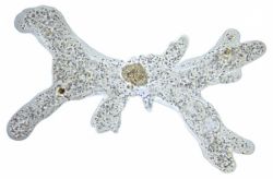 Амеба обыкновенная: описание, размножение, среда обитания