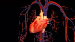 Анатомия сердца. Строение и работа сердца