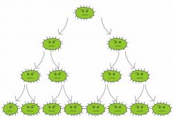 Бесполое размножение и его виды