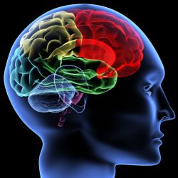 Где находится и какие функции выполняет передний мозг?