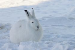 Животные в тундре. Какие животные обитают в тундре?