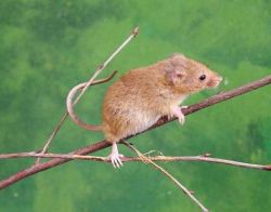 Классификация животных: систематические группы