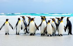 Популяция - это… Характеристики и виды популяций