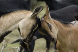 Год Козы по восточному календарю: что ждет в этот год? Рожденные в год Козы: характеристика и прогнозы