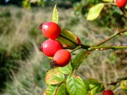 Листья шиповника: описание, фото, полезные свойства