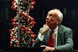 Строение ДНК: особенности, схема. Какое строение имеет молекула ДНК?