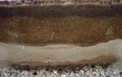 Механический, химический, гранулометический и минеральный состав почвы. Что входит в состав почвы?