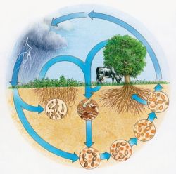 Круговорот азота в природе. Свойства азота. Роль азота в природе