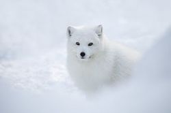 Растения и животные тундры. Растения и животные тундры России