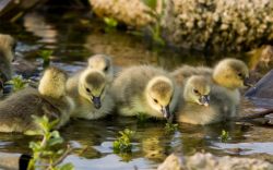 Биогенные элементы. Биогенная классификация химических элементов