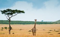 Страны Африки: история и проблемы развития