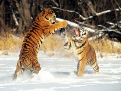 Где живет тигр и чем питается? Амурский тигр где живет?