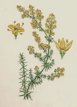 Подмаренник настоящий: лечебные свойства