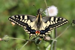 Бабочка махаон: описание и среда обитания