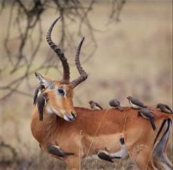 Круговорот углерода в природе. Схема круговорота углерода в природе